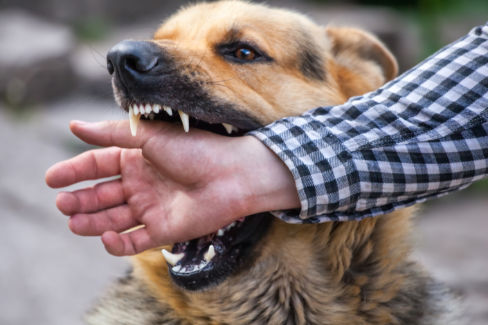 Who is Responsible for a Dog Bite in California?