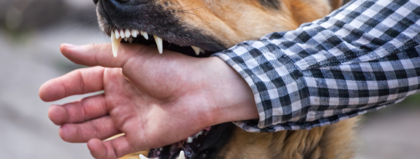 Who is Responsible for a Dog Bite in California?