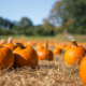 orange pumpkins at outdoor farmer market. pumpkin patch.