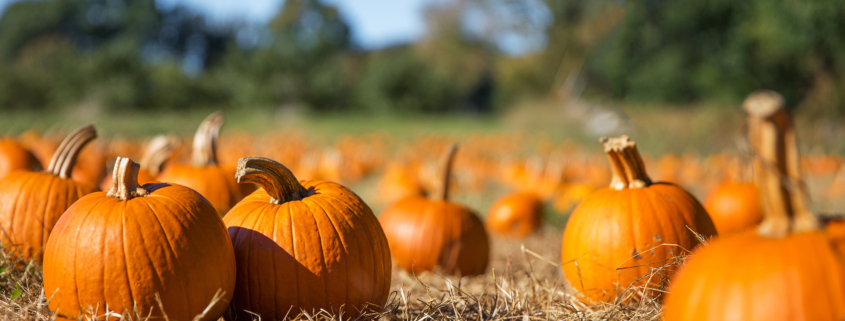 orange pumpkins at outdoor farmer market. pumpkin patch.