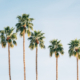 Palm trees in Palm Springs, California