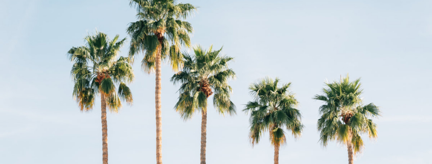 Palm trees in Palm Springs, California